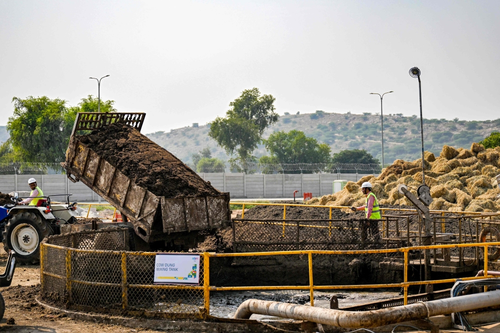 Sacred cow: Coal-reliant India eyes biogas from dung to curb carbon footprint