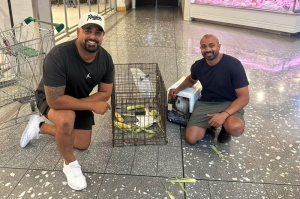 Back to blue skies: Sydney cockatoo stuck in Coles supermarket rescued after living off ‘brioche and water’ for a month