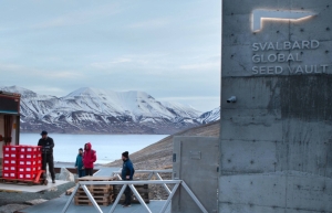 ‘Noah’s Ark’ of food crops: Palestinian seeds join Arctic ‘doomsday vault’