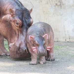 Missed the boat with Moo Deng? Here’s your chance to name Thailand’s newest pygmy hippo