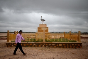 Animal conservation milestone: Endangered Indian bustard chick hatches through artificial insemination, sparking hope