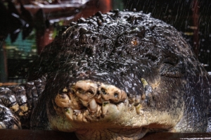 World’s largest captive crocodile Cassius dies in Australia