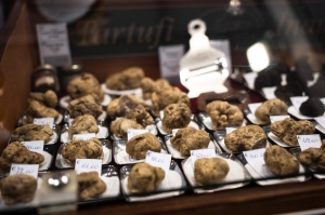 Italy’s white truffles under siege: Climate change threatens culinary treasure