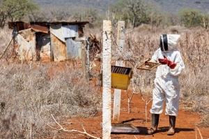 Bees help tackle Kenya’s rising elephant-human conflict, offering hope for farmers and wildlife