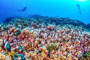 You could see it from space: Ecologists discover world’s biggest coral near Solomon Islands