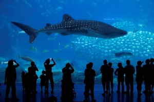 Innovation or deception? China’s robotic fishes in public aquariums spark heated debate