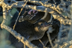 Penguin killer sentenced: Argentine farmer gets three years for slaughtering over 100 chicks