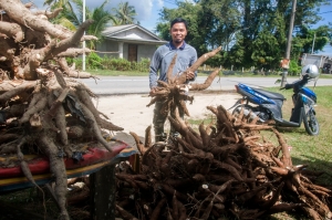 Hardworking Terengganu tapioca farmer reaps rewards as prices and monsoon appetite grow for ‘sira’, ‘pengat’ and other traditional sweets