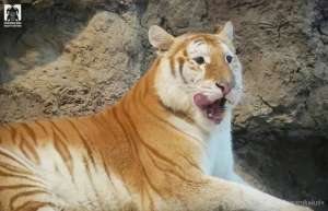 Move over, Moo Deng: Eva the golden tiger is here (VIDEO)