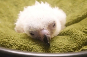 Rare Philippine Eagle chick lost to rare condition, marking conservation setback for critically endangered species