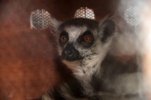 Over 900 trafficked tortoises, dozens of lemurs journey home to Madagascar from Thailand