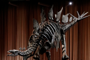 Meet ‘Apex’: The Stegosaurus that’s stealing the show at New York museum