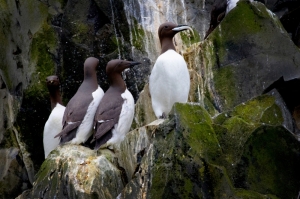 Largest wildlife deaths in modern era: How a single heatwave wiped out millions of Alaska’s dominant seabird (VIDEO)