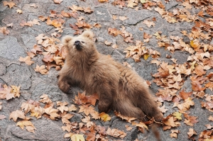 Meet Junjun, the bear cub in Shanghai winning hearts and breaking the internet (VIDEO)