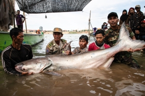 Boost for Mekong conservation as six rare giant catfish seen once more