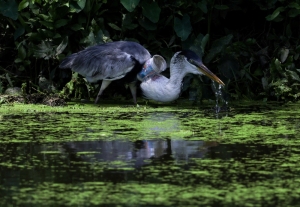 Heron rescued from plastic cup lodged in throat in Rio becomes symbol of pollution fight