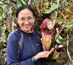 New giant pitcher plant ‘Pongo’ discovered in Sabah, named after orangutan