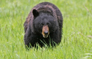 But drop bears aren’t real? US man crushed to death by bear that fell from tree