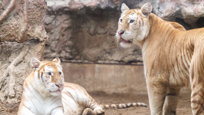 Rare tigresses earn social media fame as stars of Thailand zoo