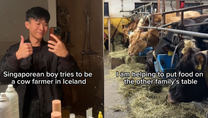 'I'm just f***ing lost in life': Gen Z Singaporean explains why he is spending the holidays as a cow farmer in Iceland