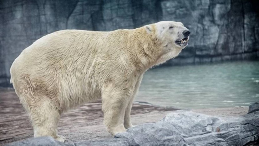 On this date in 1990, Inuka, the first tropical polar bear, was born in Singapore