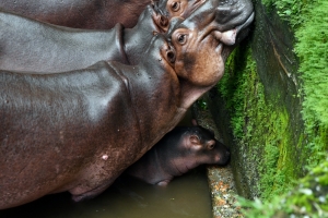 Cuteness overload: Meet June, Taiping Zoo’s baby hippo stealing the spotlight