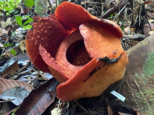 Sarawak’s Gunung Gading National Park expects Rafflesia to be in full bloom today