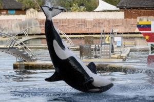 New dilemma as French marine park closes over law banning killer whale shows: What to do with the whales?