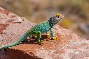 Why desert lizards are facing their own ‘cost-of-living’ crisis as global warming hikes their ‘energy bills’