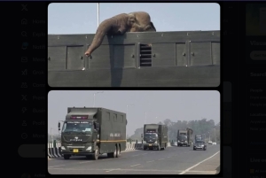 Jumbo operation: India’s elephants embark on epic cross-country trek to tycoon Ambani’s mega zoo